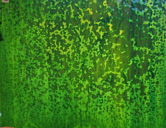 Green/Dk Green M