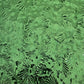 Green options